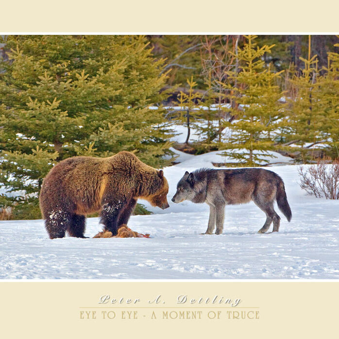 MOMENT OF TRUCE