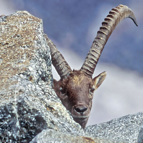 WER DA ? WUNDRIGER STEINBOCK