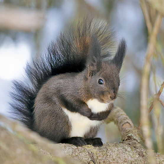 EICHHÖRNCHEN