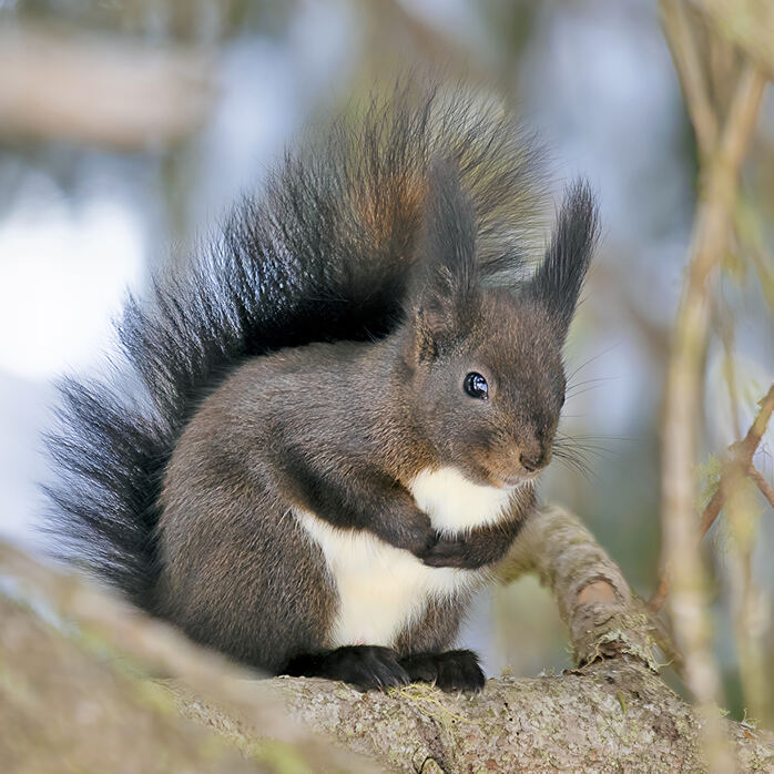 EICHHÖRNCHEN