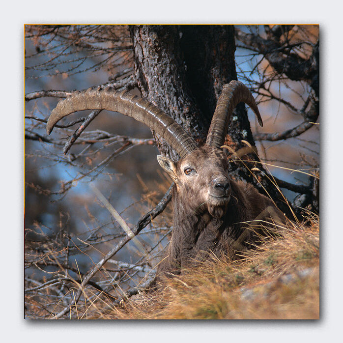 STEINBOCK