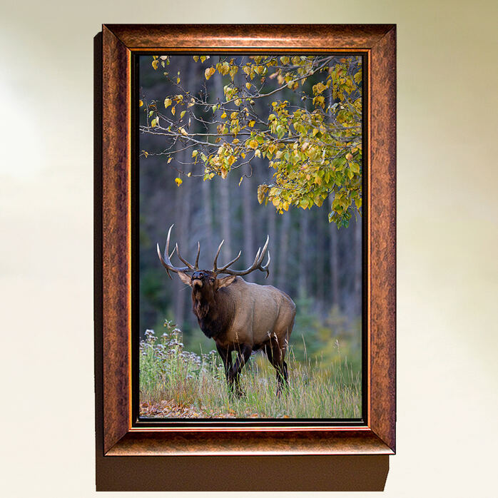 Wapiti