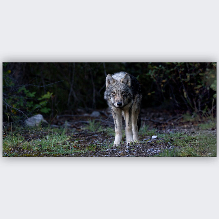 BROTHER WOLF
