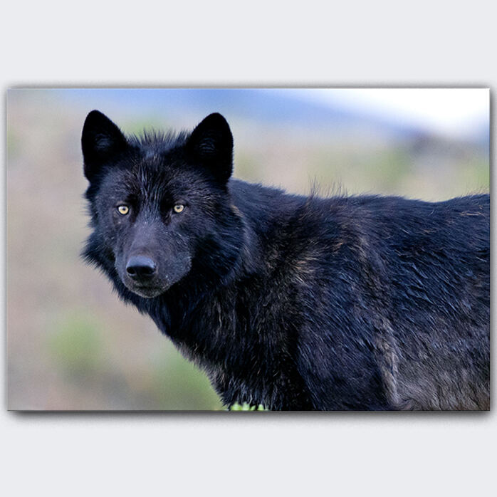 CLOSE ENCOUNTER II