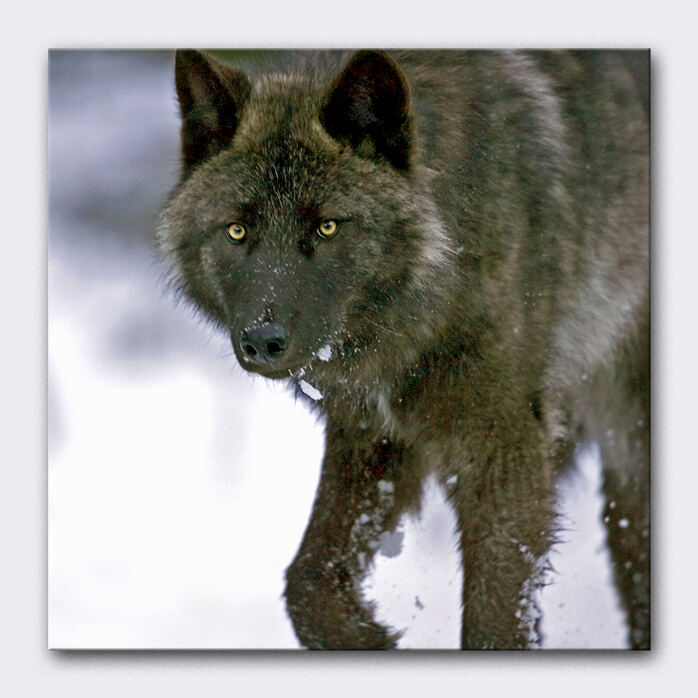 CLOSE ENCOUNTER